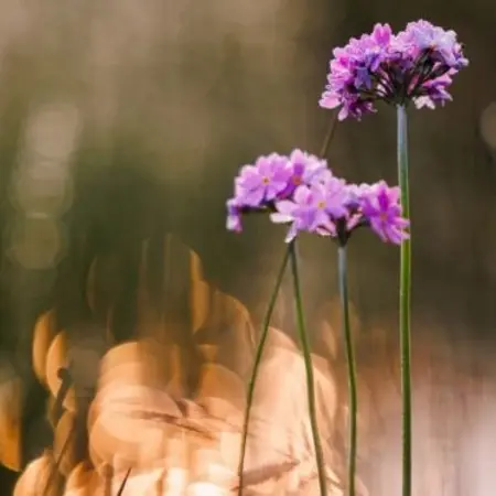 Randkløve Skaar på Bornholm, natur