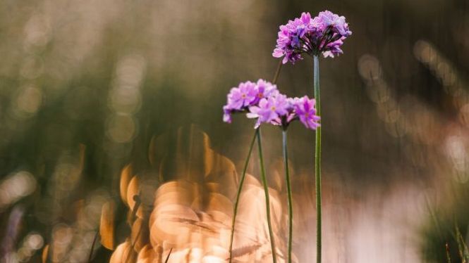 Randkløve Skaar på Bornholm, natur