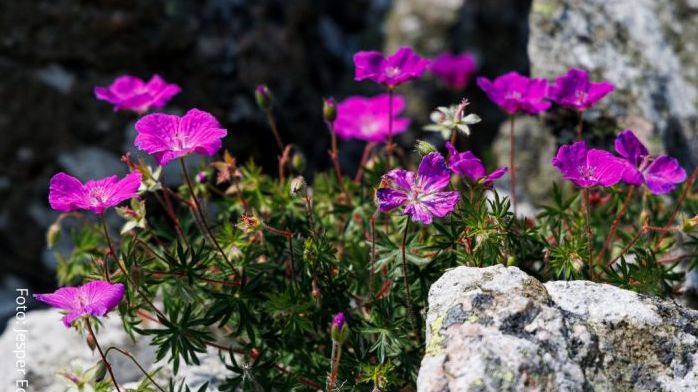 Randkløve Skår på Bornholm Vildt naturområde på Bornholm - nu bevaret for eftertiden