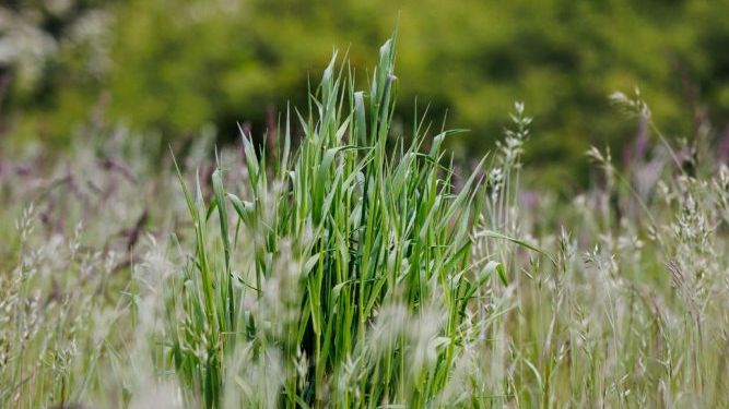 Sammen har vi har reddet 18.000 m2 dansk natur