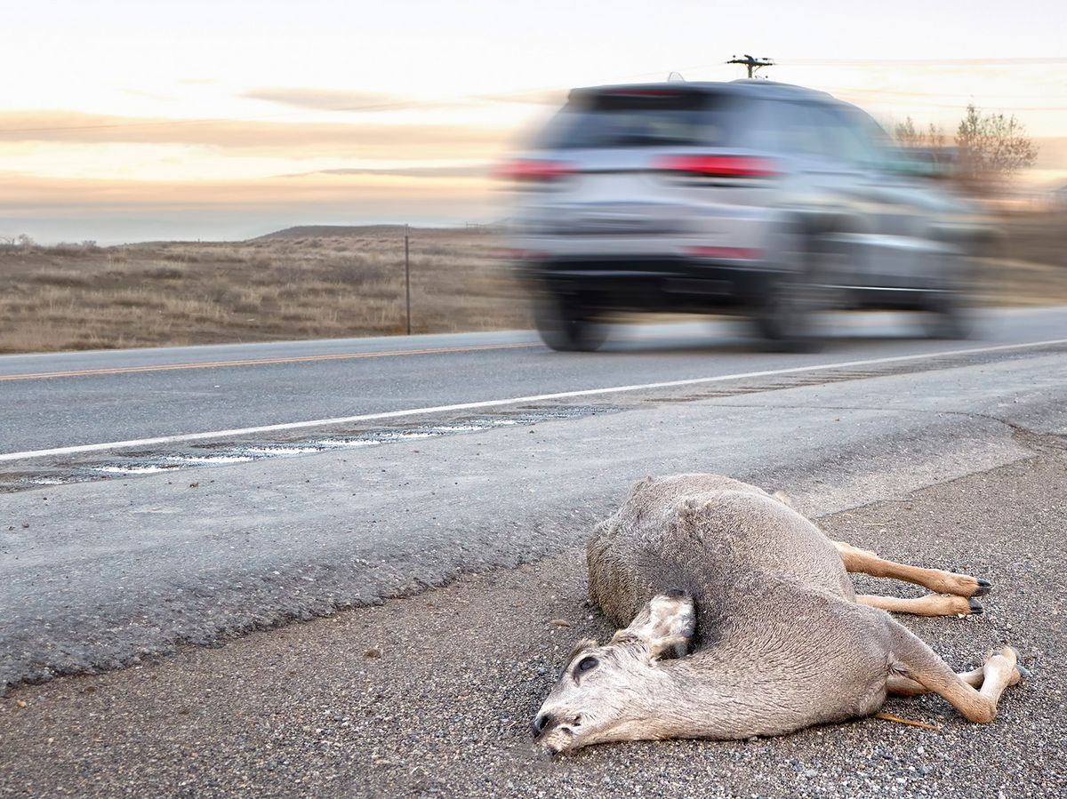 Sådan fungerer vildtalarmen