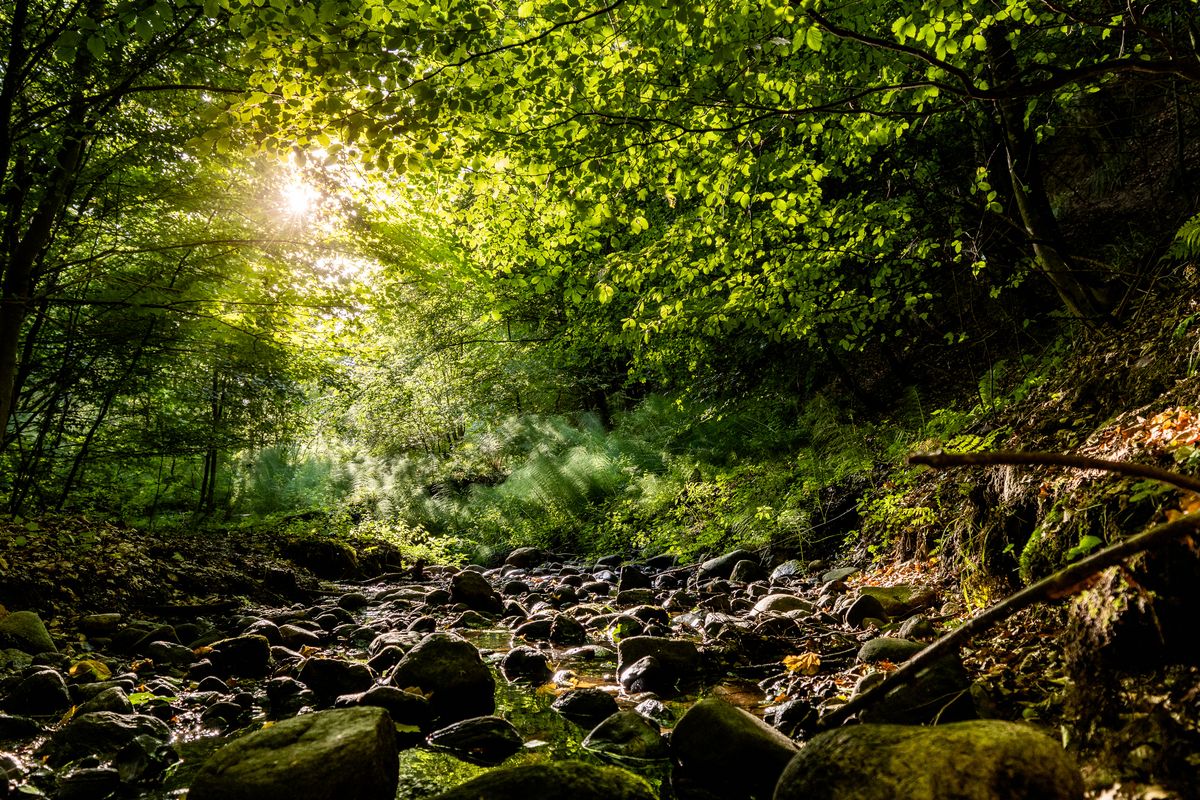 Godt nyt for Engelsholm Sønderskov – og alle os, der elsker vild natur