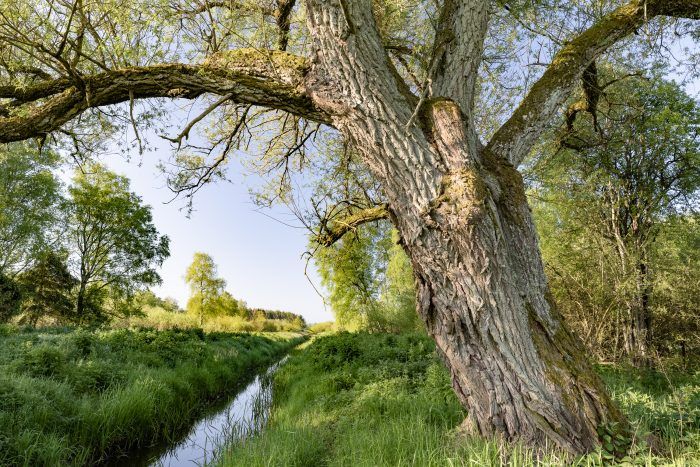 100 hektar vild natur er nu sikret for evigt i Store Åmose