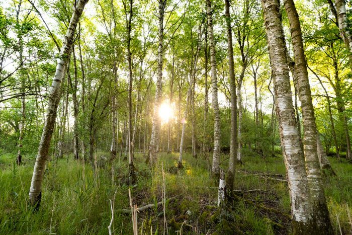 100 hektar vild natur er nu sikret for evigt i Store Åmose