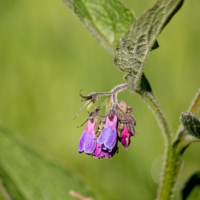 Første skridt i en større naturindsats