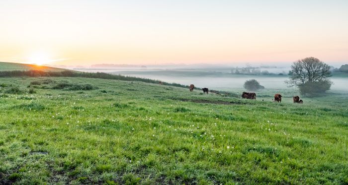 100 hektar vild natur er nu sikret for evigt i Store Åmose
