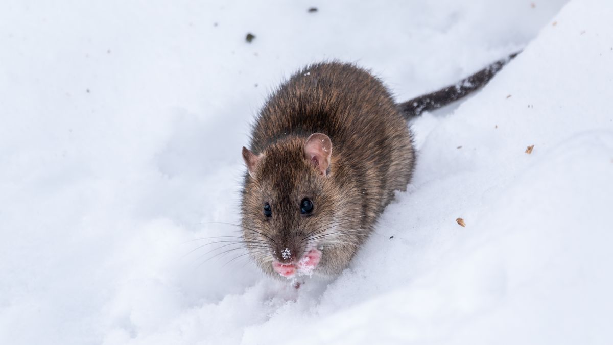 Inviterer du rotterne indenfor i varmen?