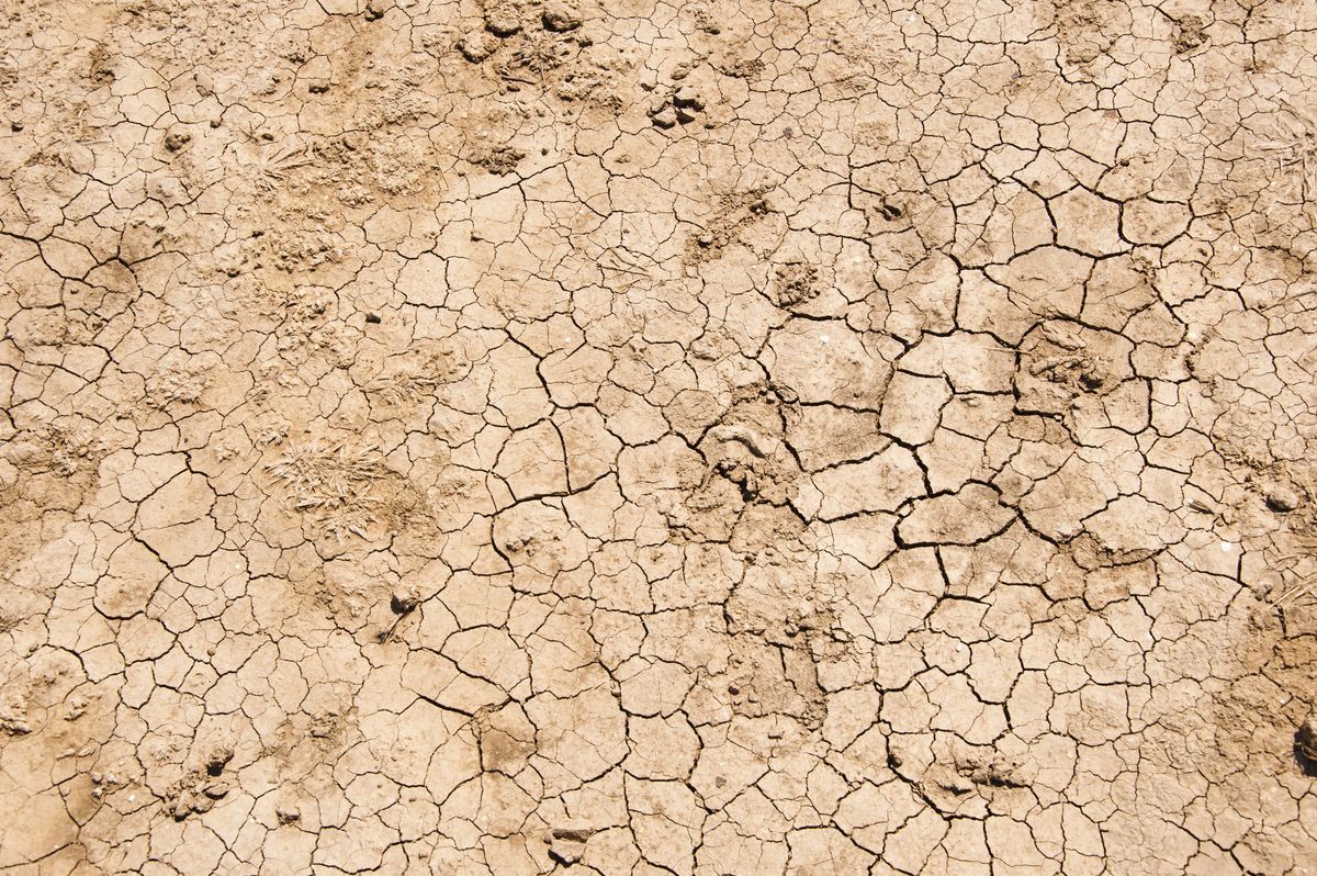 Ny tørkeskadeordning – nu kan du få erstatning for bygningsskader pga. tørke