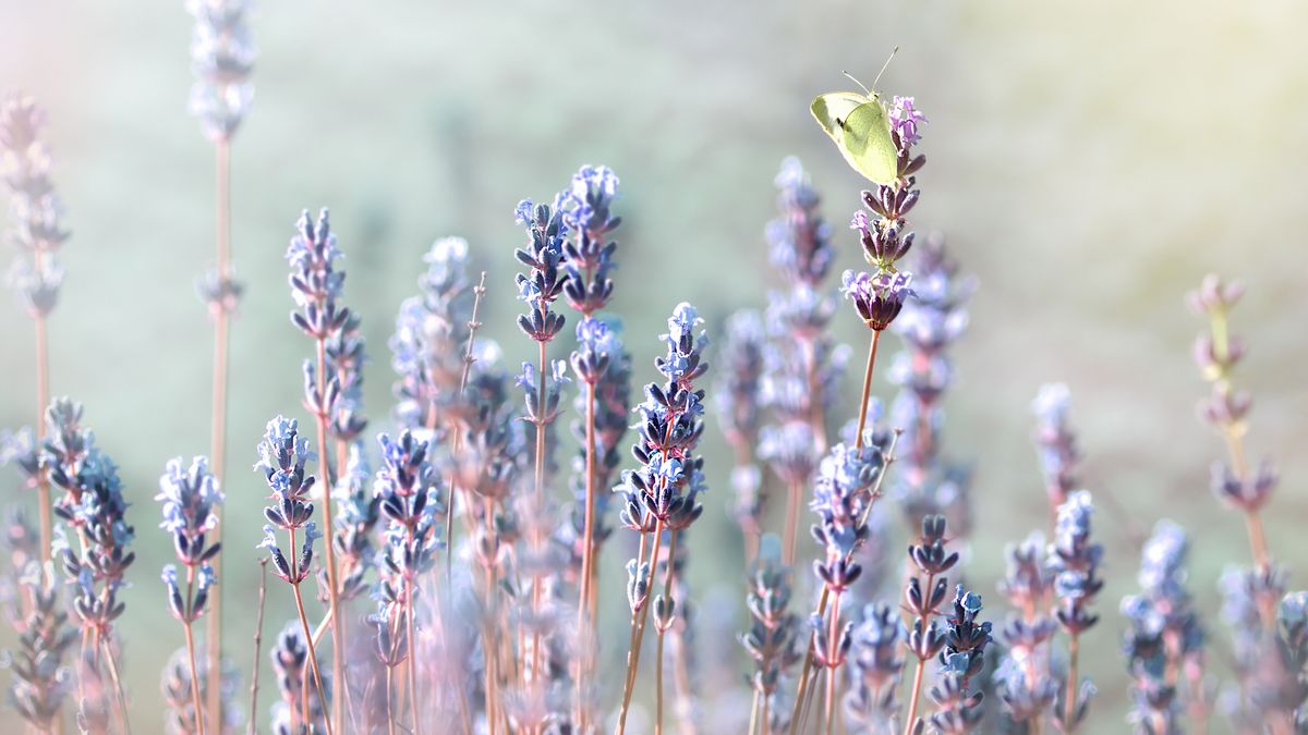 Velkommen til Spira Forsikring