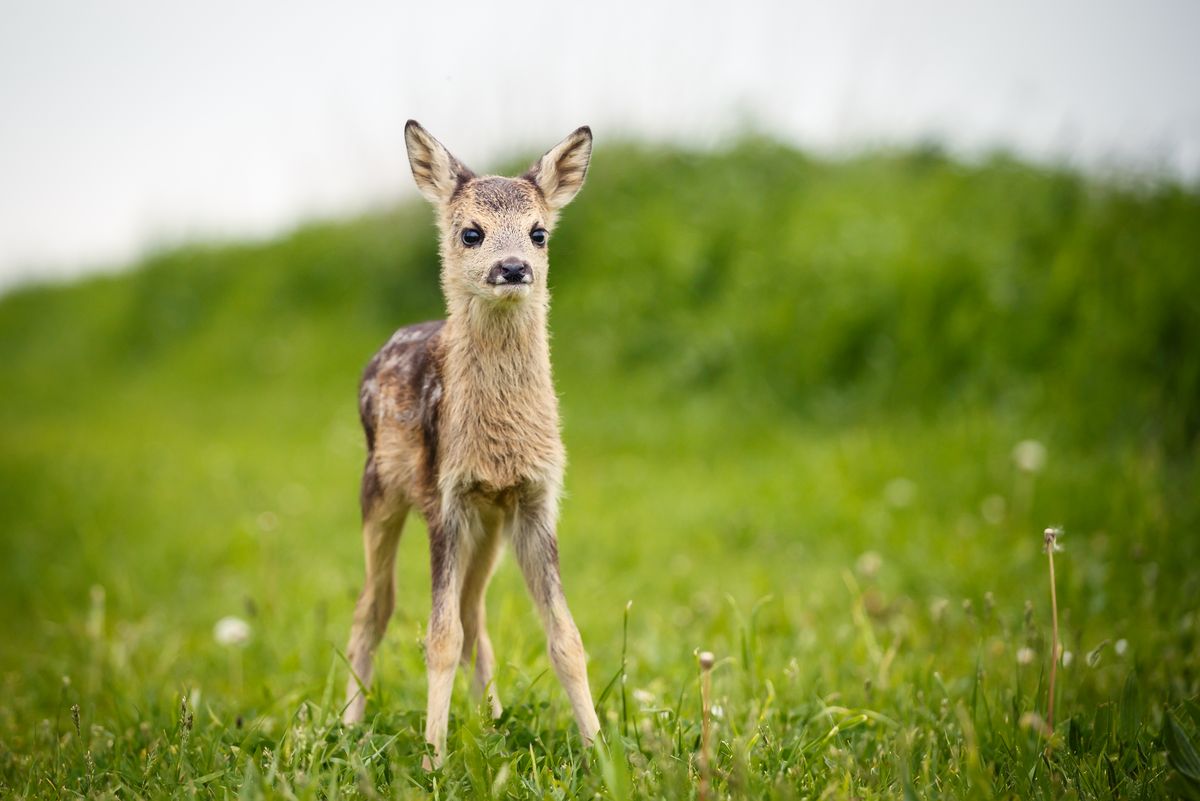 Ny i trafikken: Pas på hjortene lige nu